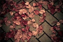 Red Autumn. / Red Autumn | Leaves