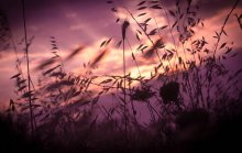 feather-grass / ***
