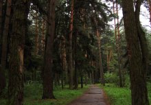 Forest after rain / *****