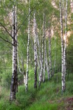 Country birch cotton ... / ______