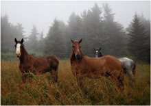Meeting in the mist .. / ***