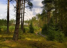 Noon im Wald .... / ***