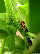 Herding aphids / ***