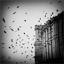 [ The Birds ] / ***