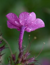 Regen pokapal und weitergegeben ... (6) / ***