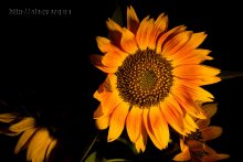 Sunflowers / ***