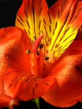 "Palm" Alstroemeria ... / ***