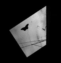 Schmetterlinge / *********