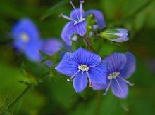 Veronica / ******