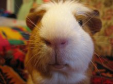 Guinea pig / ***