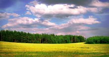 Line field / ***