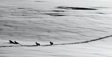 Hunting for wolves / ***