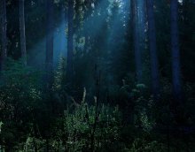 light in the night / ***