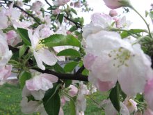 Apple blossoms / ***