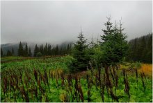 Morning in the Carpathian Mountains .. / ***