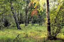 September, sind bereits die Blätter fallen ... / ******************