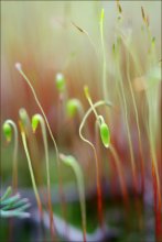 Spring / ***