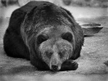 [One Bourbon, One Scotch]_One Bear-r-r-r / ***