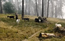 Goat trails (2010) / ***