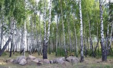Birch Grove / ***