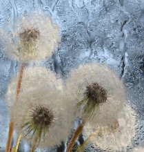 Dandelions / ***
