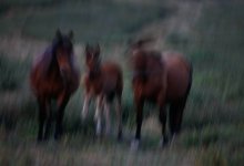 Horses / ***