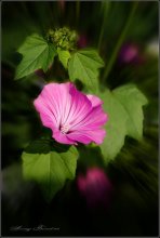 Lavatera / ***