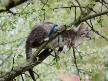 Apfel Katze / ***