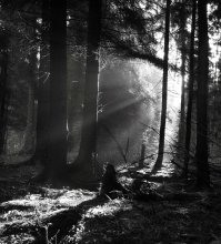 way to the light / ***