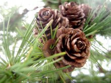 Rosettes / ***