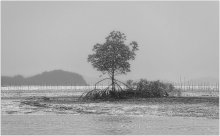 Mangroves / ***