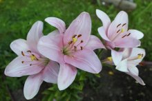 lily / ***