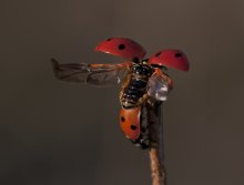 Push, fly! / ***