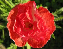 Mohn / .....