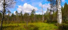 the swamp / ***