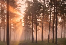 Morning in the Forest / ***