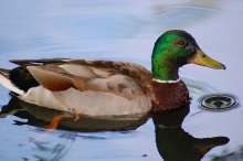 Duck / ***