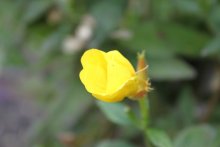 flower / ***