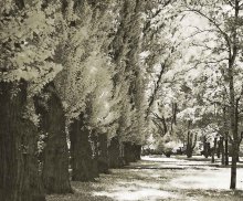 Laughed summer snow poplars. / ***