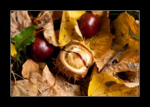 Colors of autumn / Colors of autumn