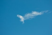 dragon / -------