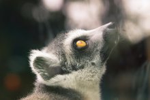 Lemur / ***
