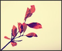 Autumn / ***