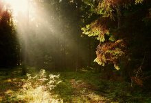 Morgen im Wald / ***