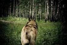 How many wolves do not feed ... / ***