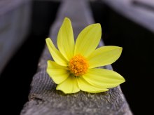 flos / ***
