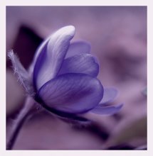 ..... Luxury spring .... / ***
