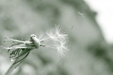 Come back ... / ***