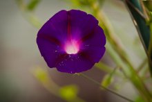 flower / ----------