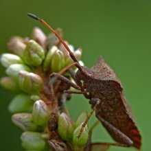 Bedbug Kraevik Sorrel / Coreus marginatus